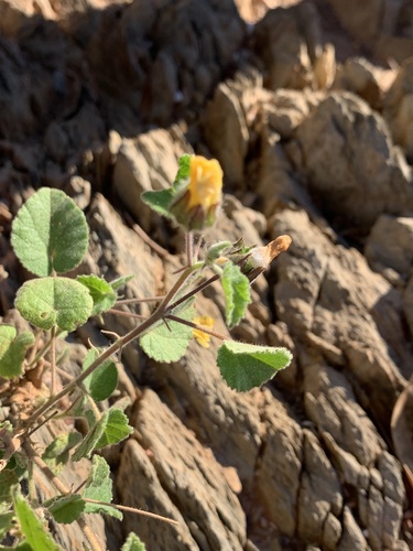Abutilon fraseri (Abutilon fraseri)