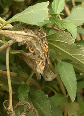 Insecta