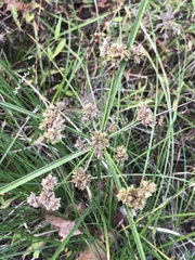 Cyperus virens