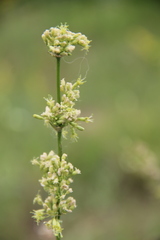 Silene densiflora