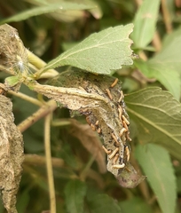 Insecta
