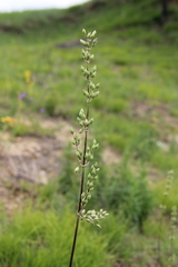 Silene densiflora