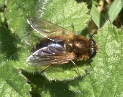 Cheilosia grossa