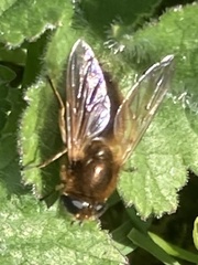 Cheilosia grossa