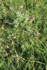Silene italica