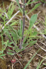 Silene densiflora