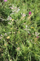 Silene italica