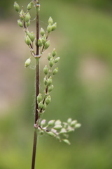 Silene densiflora