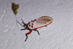 Trosia nigropunctigera