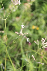 Silene italica