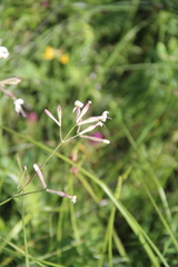 Silene italica
