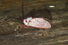 Trosia nigropunctigera