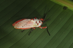 Trosia nigropunctigera
