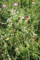 Silene italica