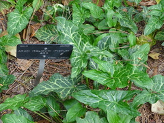 Arum pictum