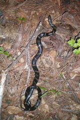 Lampropeltis getula