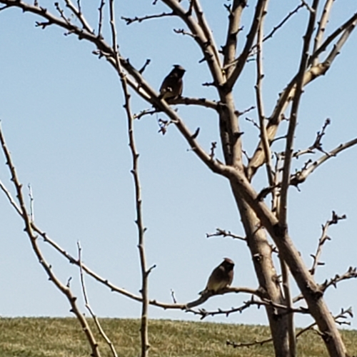 Cedar Waxwing photographed in Kansas