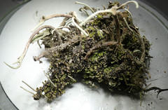 Cladonia cornuta cornuta