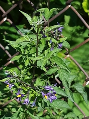 Solanum dulcamara