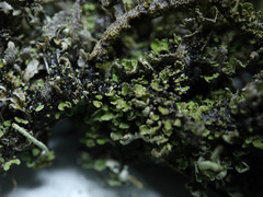 Cladonia cornuta cornuta
