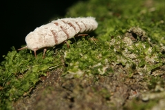 Coelostomidia