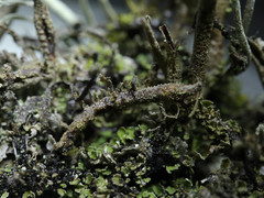 Cladonia cornuta cornuta