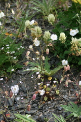 Silene lacera