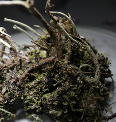 Cladonia cornuta cornuta