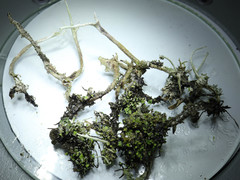 Cladonia cornuta cornuta