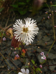 Silene lacera