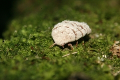 Coelostomidia