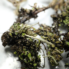 Cladonia cornuta cornuta