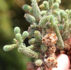Erica reenensis