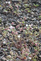 Silene lacera