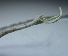 Cladonia cornuta cornuta