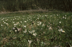 Crocus vernus
