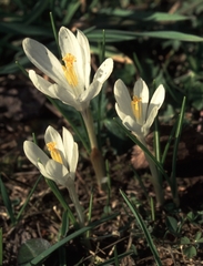 Crocus vernus