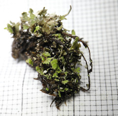 Cladonia cornuta cornuta