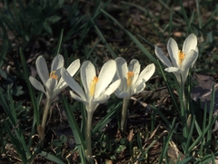 Crocus vernus