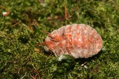 Coelostomidia