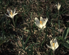 Crocus vernus