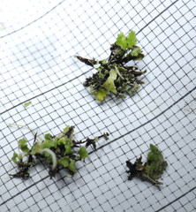 Cladonia cornuta cornuta