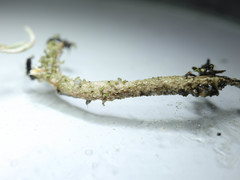 Cladonia cornuta cornuta