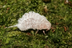 Coelostomidia