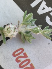 Dissocarpus paradoxus