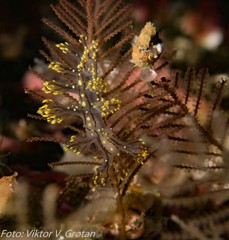 Dendronotus yrjargul