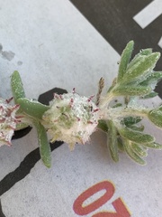 Dissocarpus paradoxus