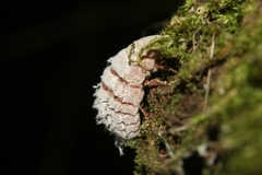 Coelostomidia