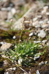 Silene lychnidea