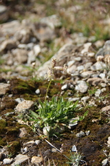 Silene lychnidea